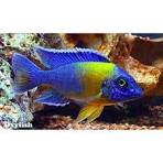 Maulana Cichlid