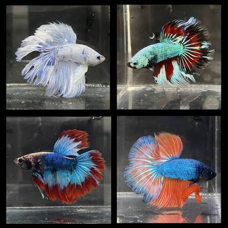 Male Halfmoon Betta