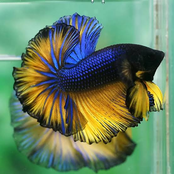 Male Halfmoon Betta