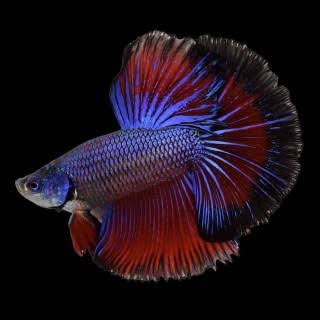 Male Halfmoon Betta