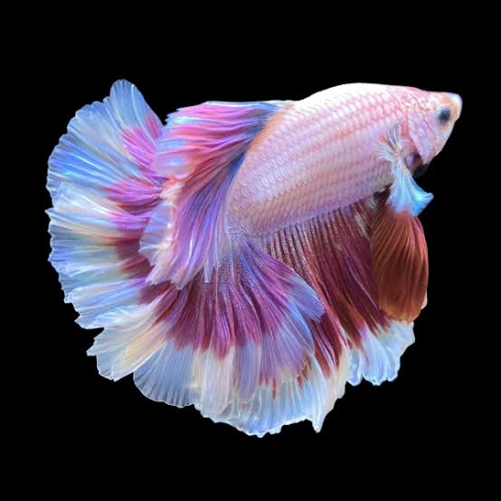 Male Halfmoon Betta