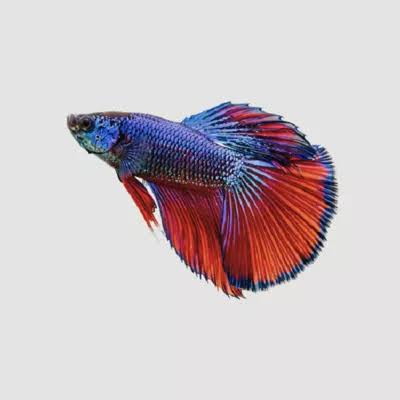 Male Halfmoon Betta