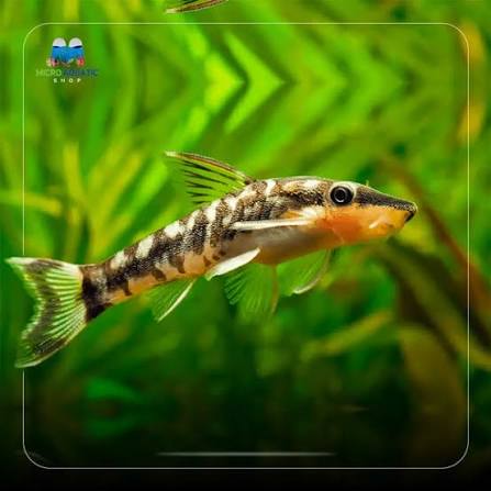 Otocinclus catfish