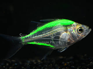 color glass fish
