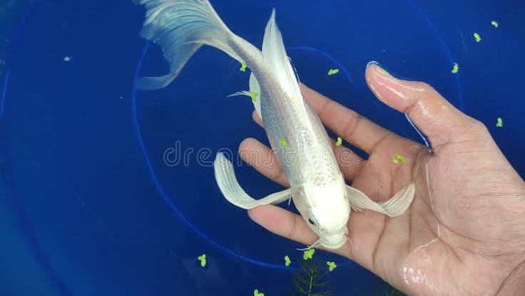 silver butterfly koi