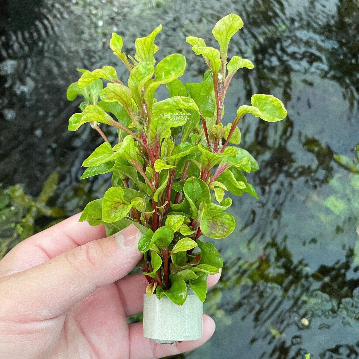 Alternanthera bettzickiana