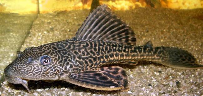 Plecostomus suckermouth catfish