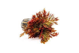 Selaginella erythropus