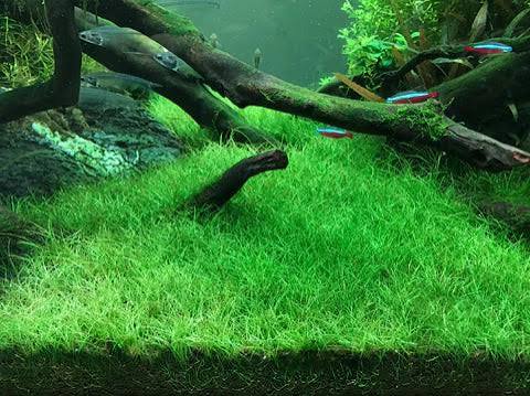 Eleocharis parvulus (acicularis) T/C CUP