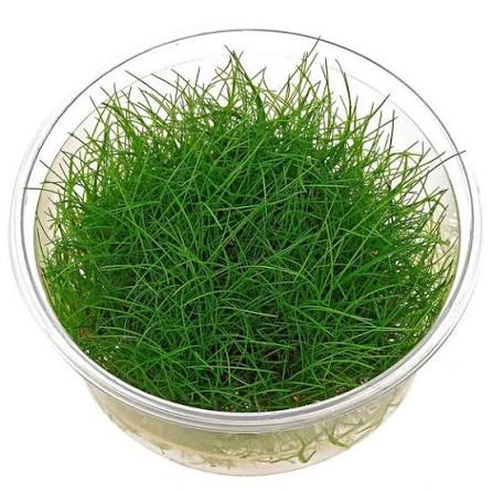 Eleocharis parvulus (acicularis) T/C CUP