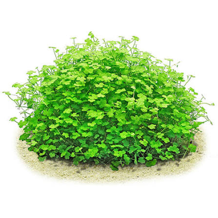 Hydrocotyle tripartita Tissue Culture (T/C) Cups