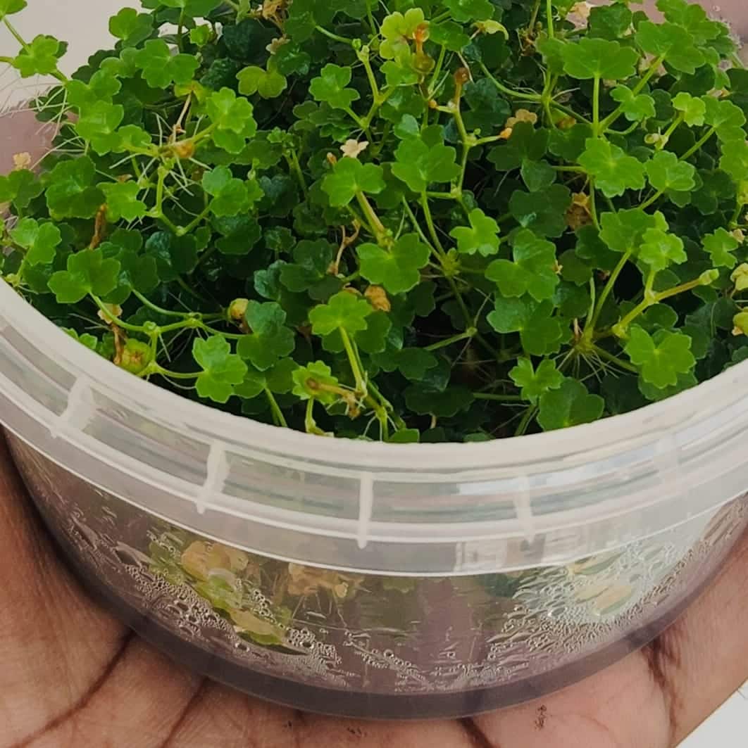 Hydrocotyle tripartita Tissue Culture (T/C) Cups