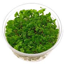 Hydrocotyle tripartita Tissue Culture (T/C) Cups