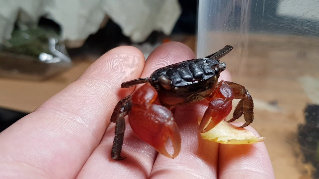 Red claw mangrove crab