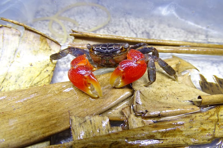 Red claw mangrove crab