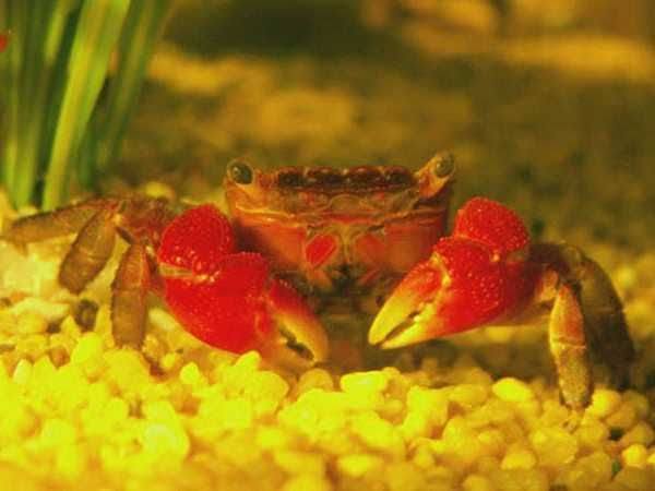 Red claw mangrove crab