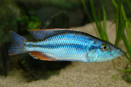 Malawi Eyebiter