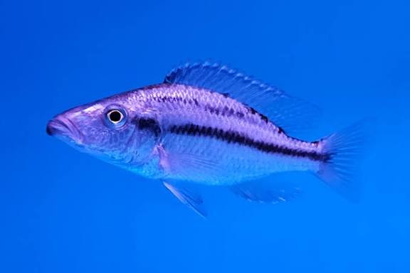 Malawi Eyebiter