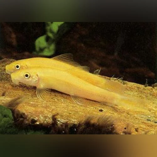 Albino Algae Eater