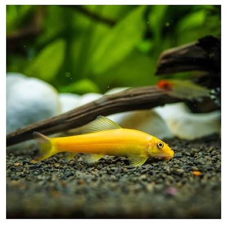 Albino Algae Eater