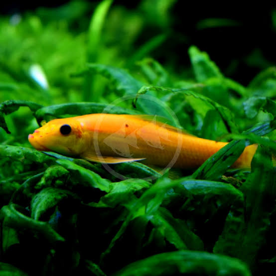 Albino Algae Eater