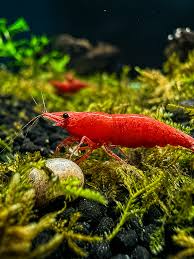 Mixed Shrimp