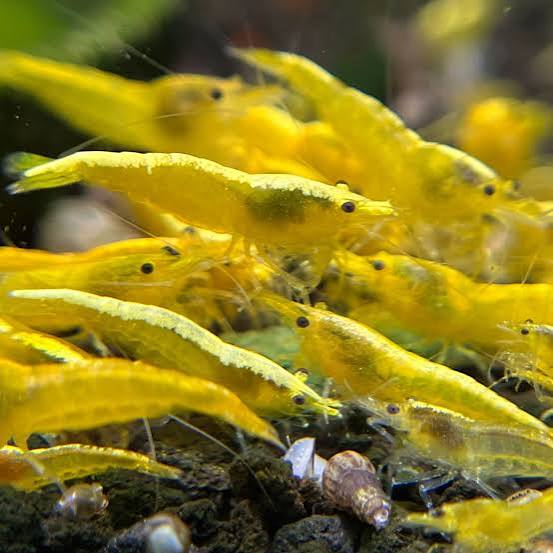 Mixed Shrimp