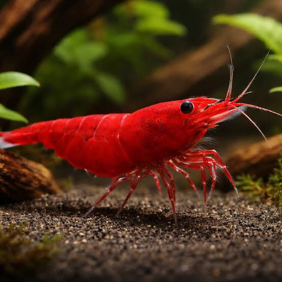 Mixed Shrimp