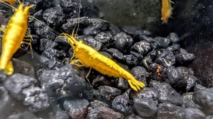 Mixed Shrimp