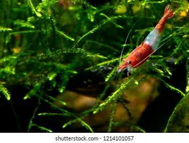Mixed Shrimp