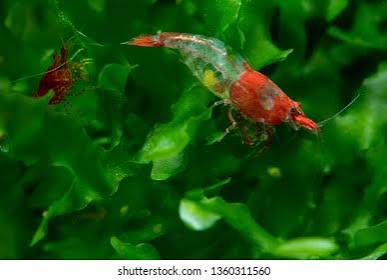 Mixed Shrimp