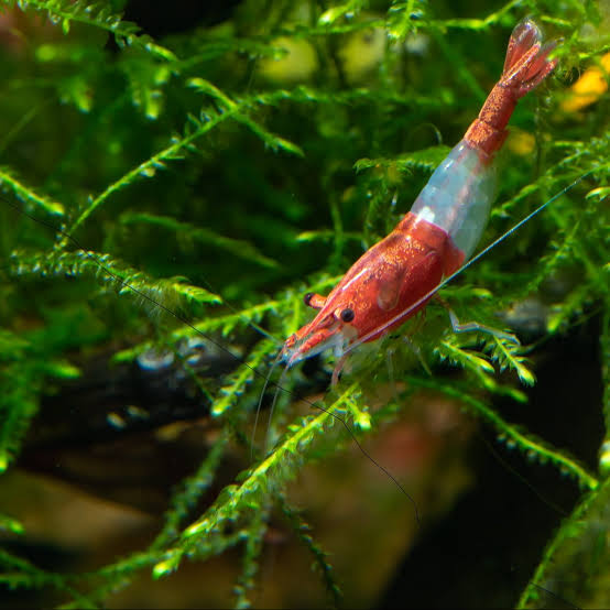 Mixed Shrimp