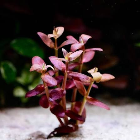 Bacopa salzmannii Purple