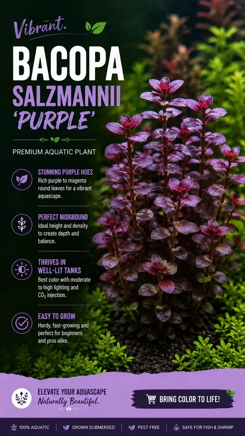 Bacopa salzmannii Purple
