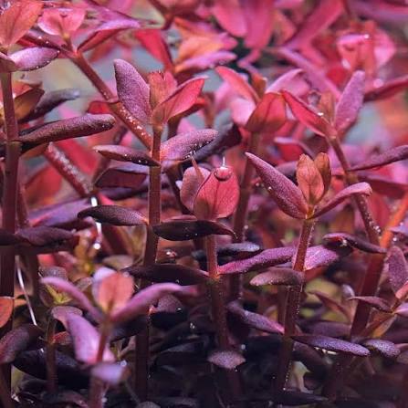 Bacopa salzmannii Purple