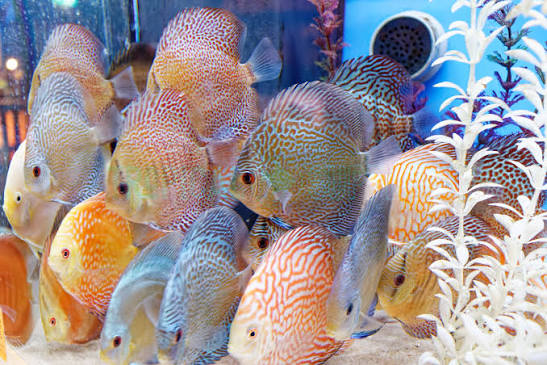 Assorted discus 6.25"