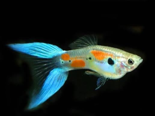 Male lyretail guppy
