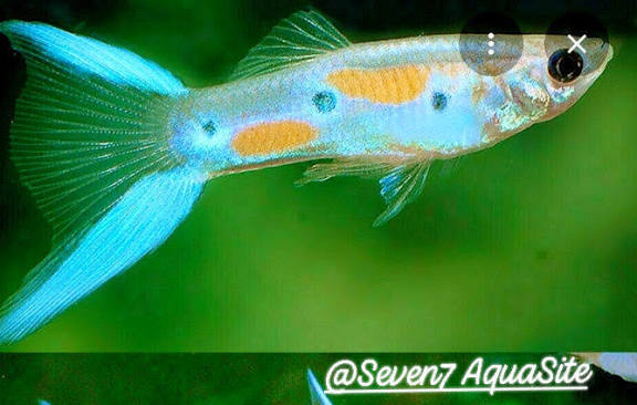 Male lyretail guppy