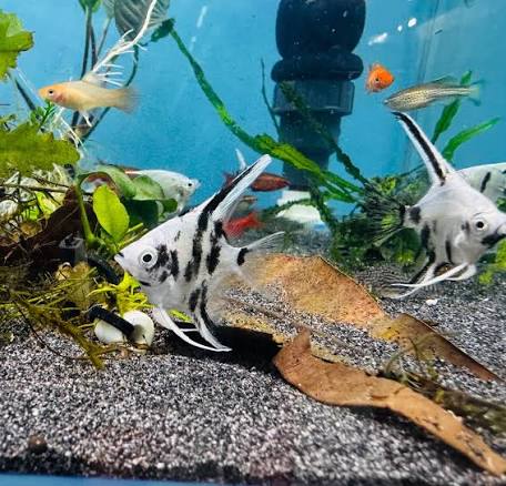 Panda Angelfish