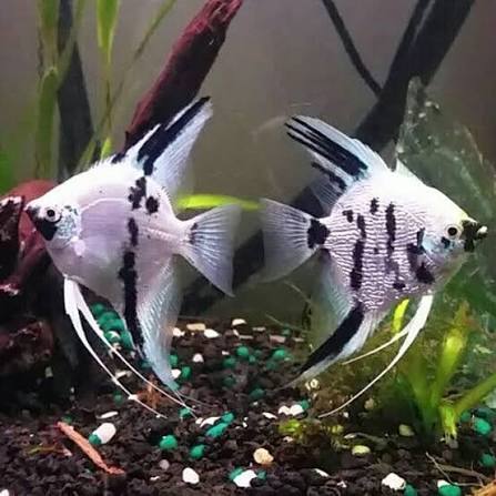 Panda Angelfish