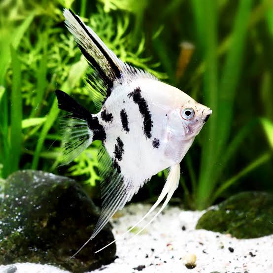 Panda Angelfish