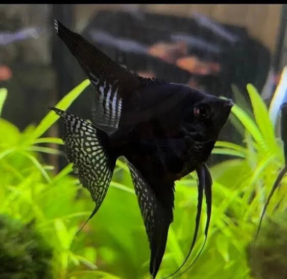 Black Angelfish