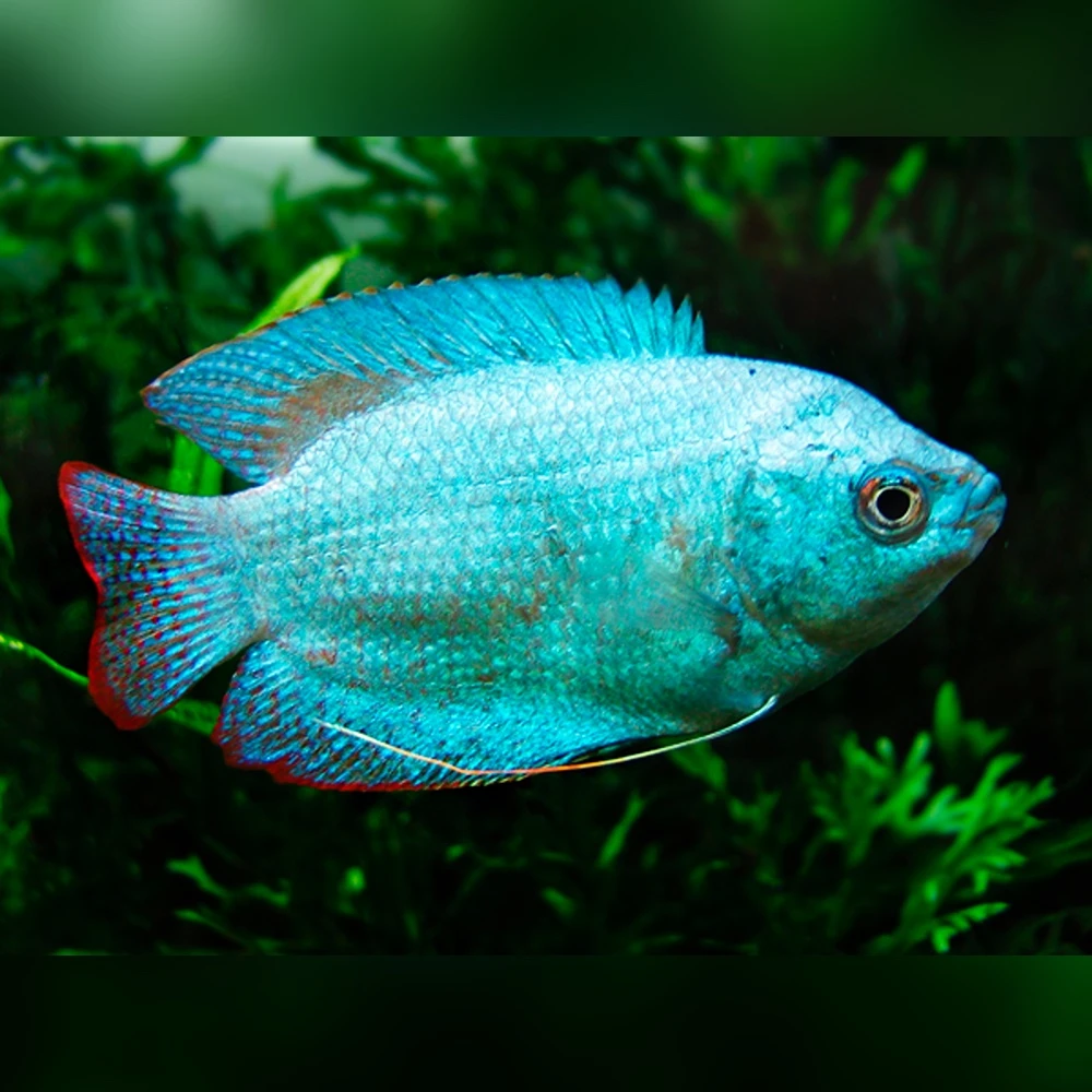 Blue Dwarf Gourami