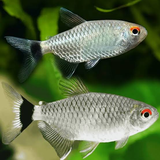 Red Eye Tetra