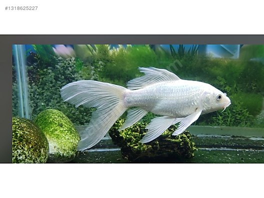 Platinum Butterfly Koi