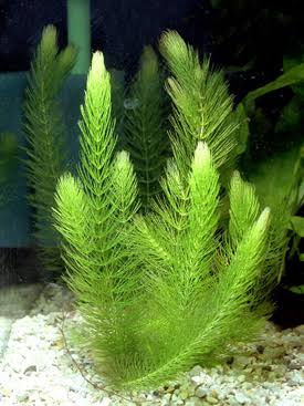 Ceratophyllum submersum