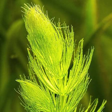 Ceratophyllum submersum