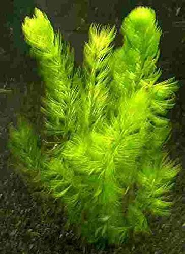 Ceratophyllum submersum