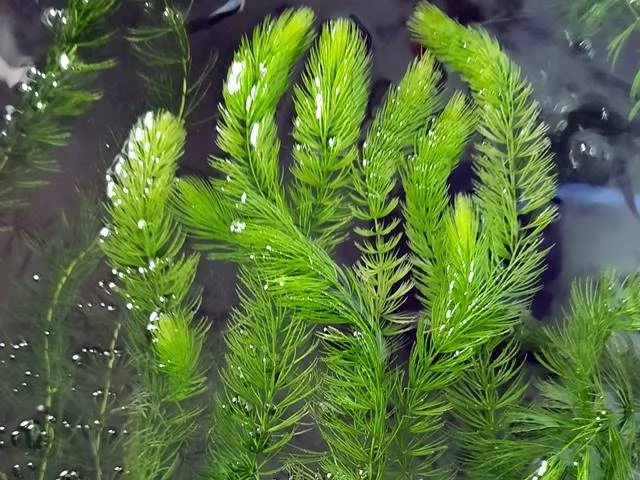 Ceratophyllum submersum