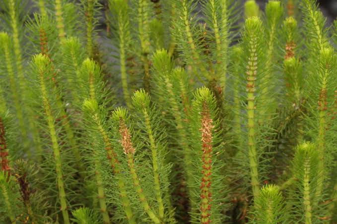 Myriophyllum mattogrossense